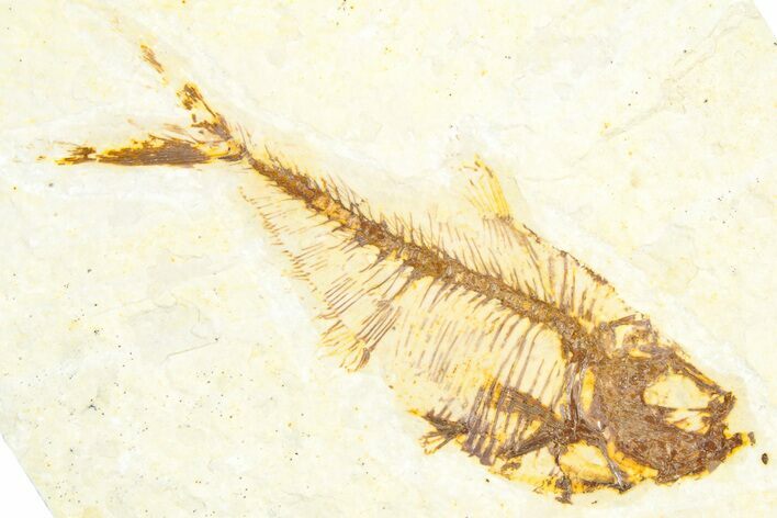 Bargain, Fossil Fish (Diplomystus) - Wyoming #360724